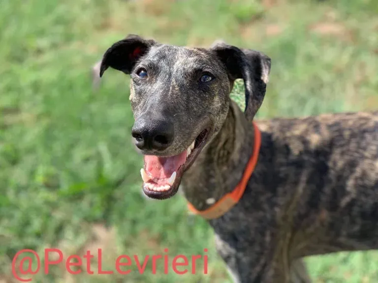 Javier adozione levrieri galgo 46