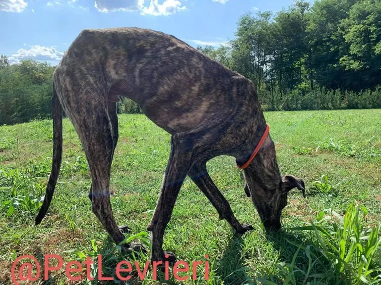 Javier adozione levrieri galgo 47