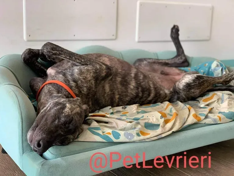 Javier adozione levrieri galgo 48