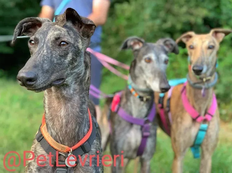Javier adozione levrieri galgo 49