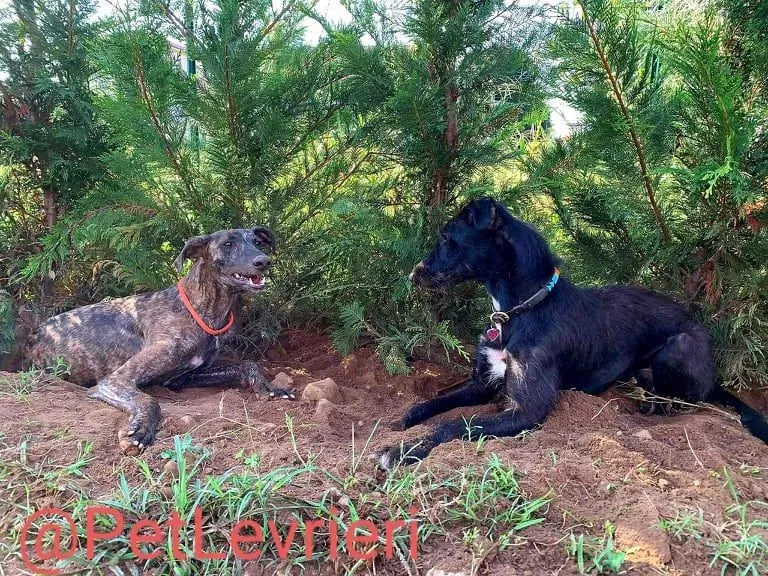 Javier adozione levrieri galgo 50