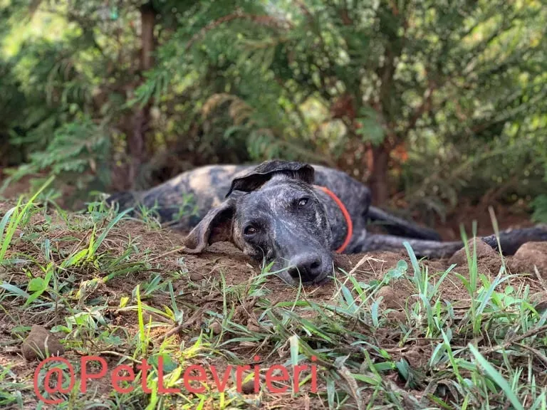 Javier adozione levrieri galgo 51