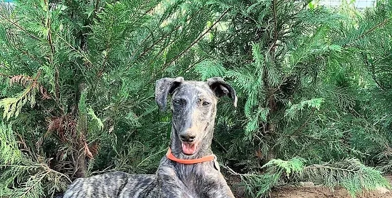 Javier adozione levrieri galgo 52 2