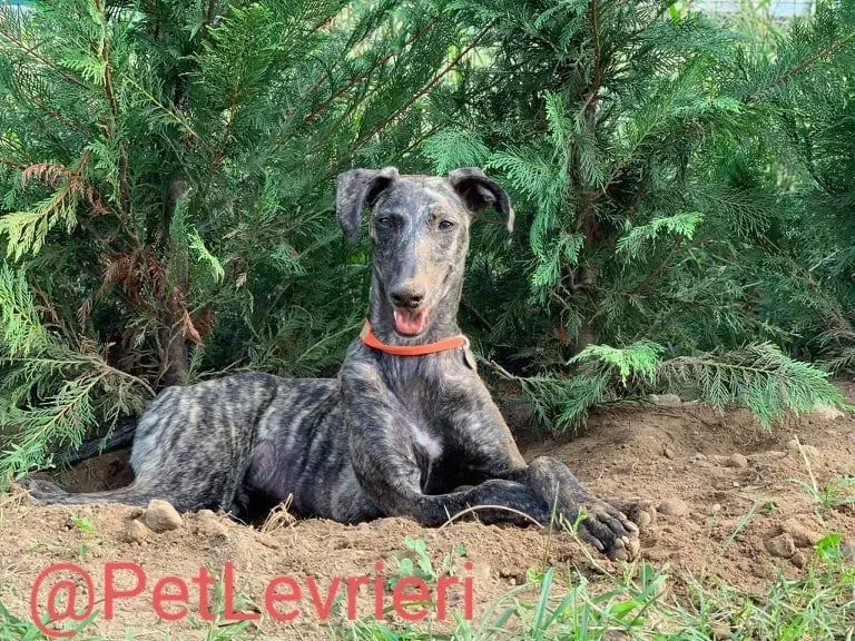 Javier adozione levrieri galgo 52