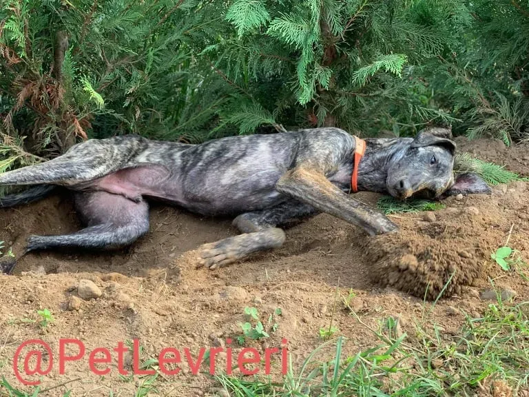 Javier adozione levrieri galgo 53