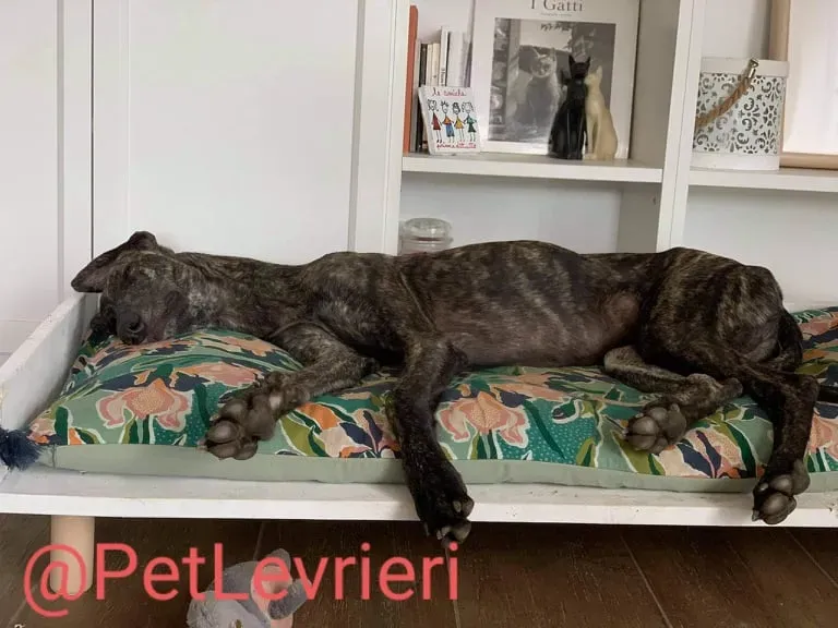 Javier adozione levrieri galgo 54