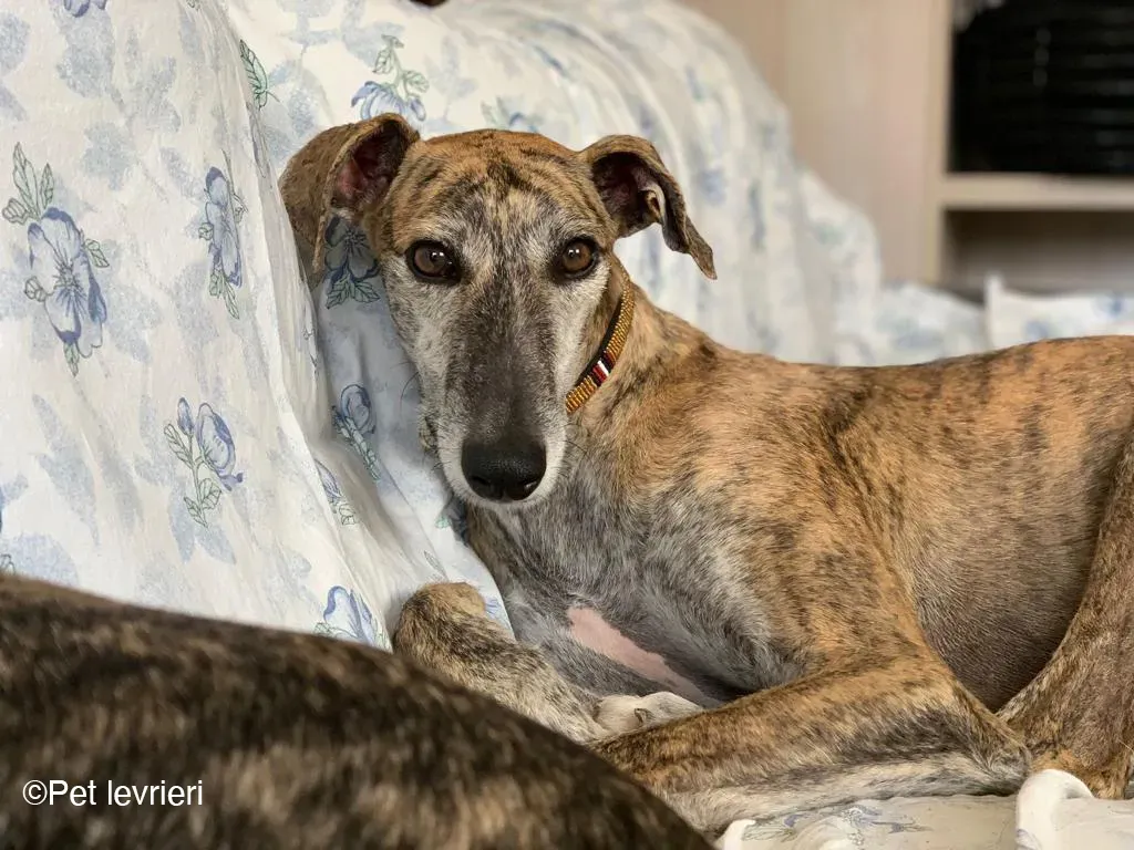 Javier galgo foster pet levrieri 11