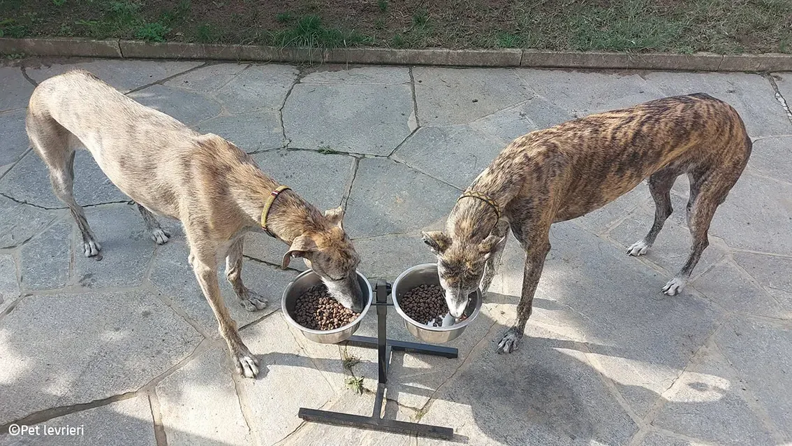 Javier galgo foster pet levrieri 14