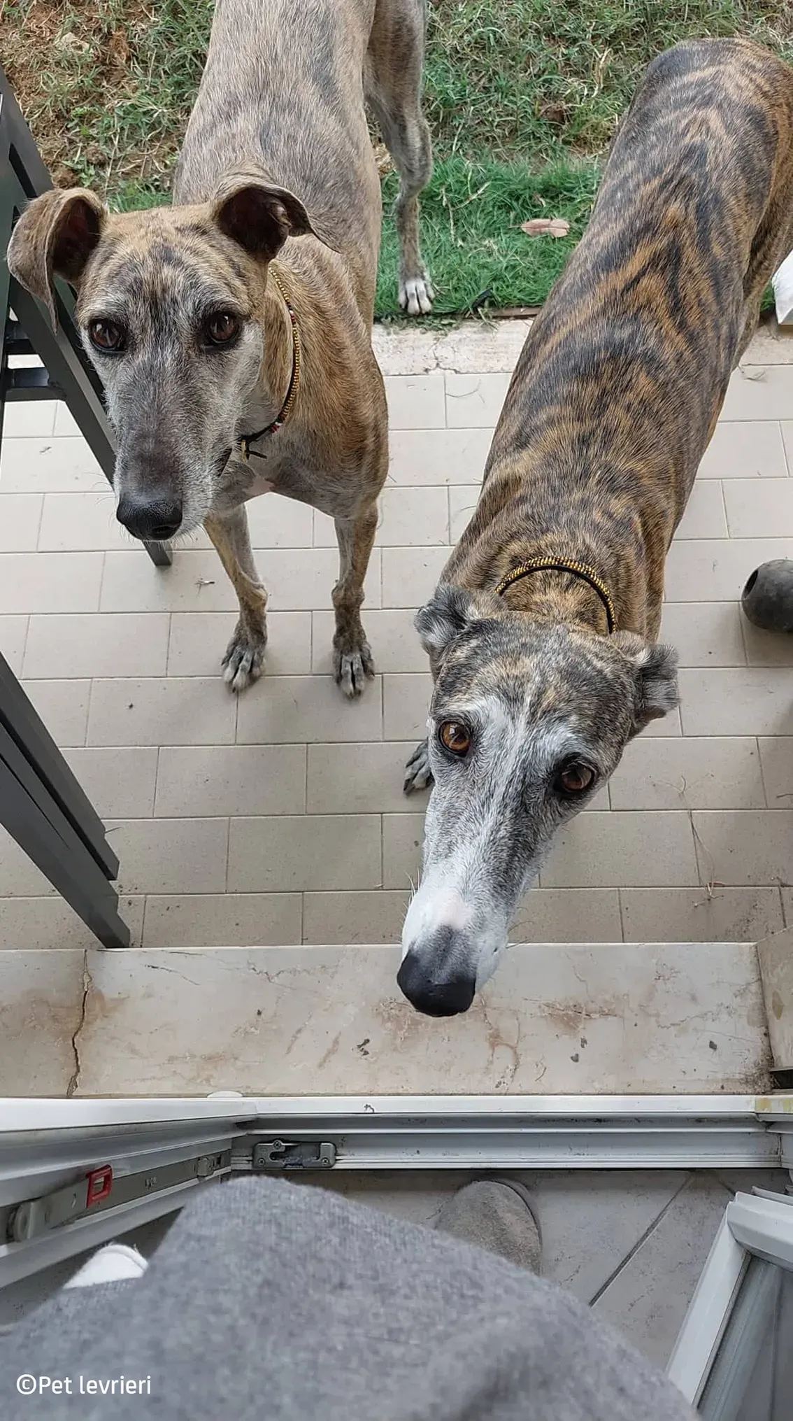 Javier galgo foster pet levrieri 15