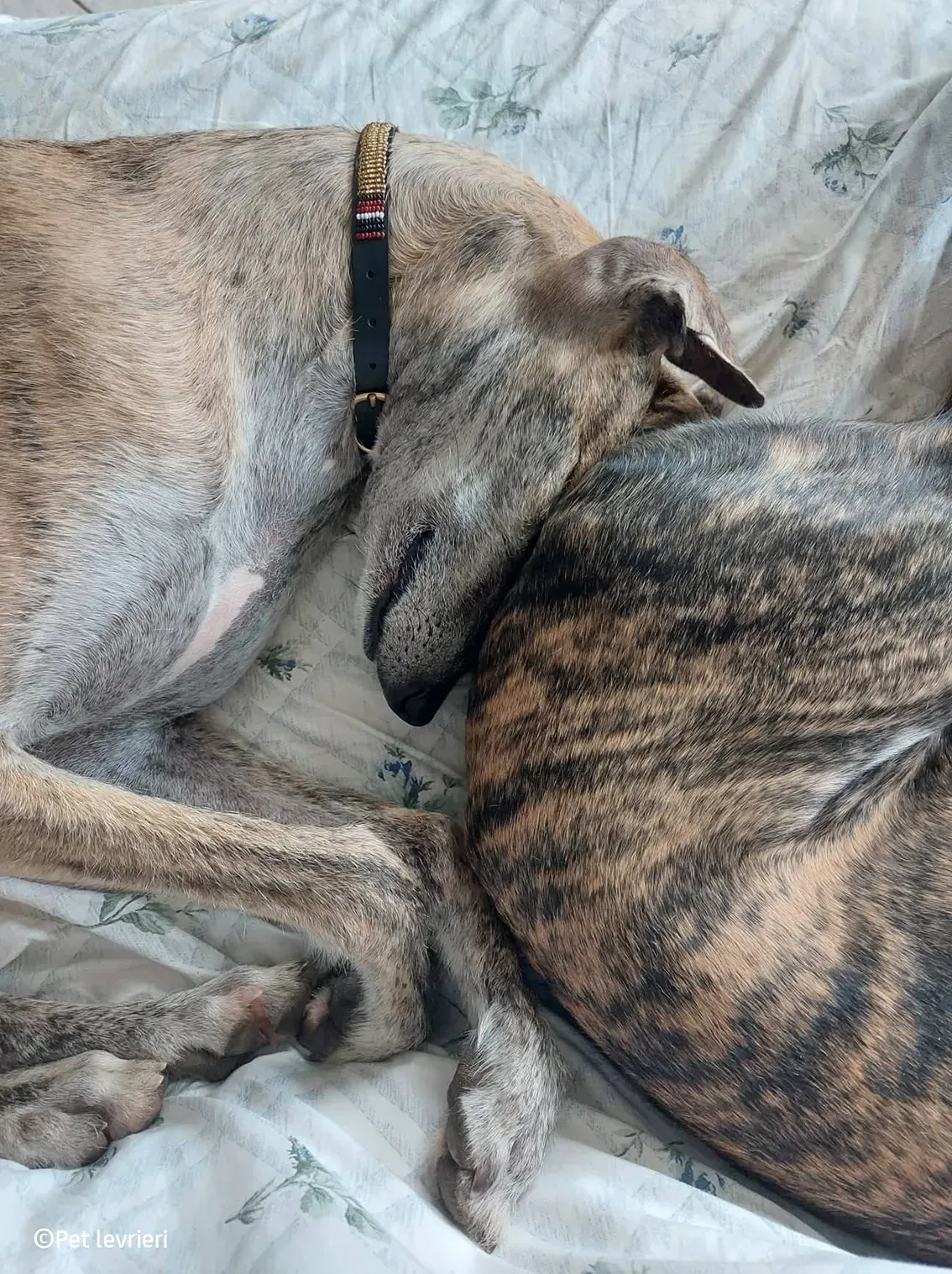 Javier galgo foster pet levrieri 16