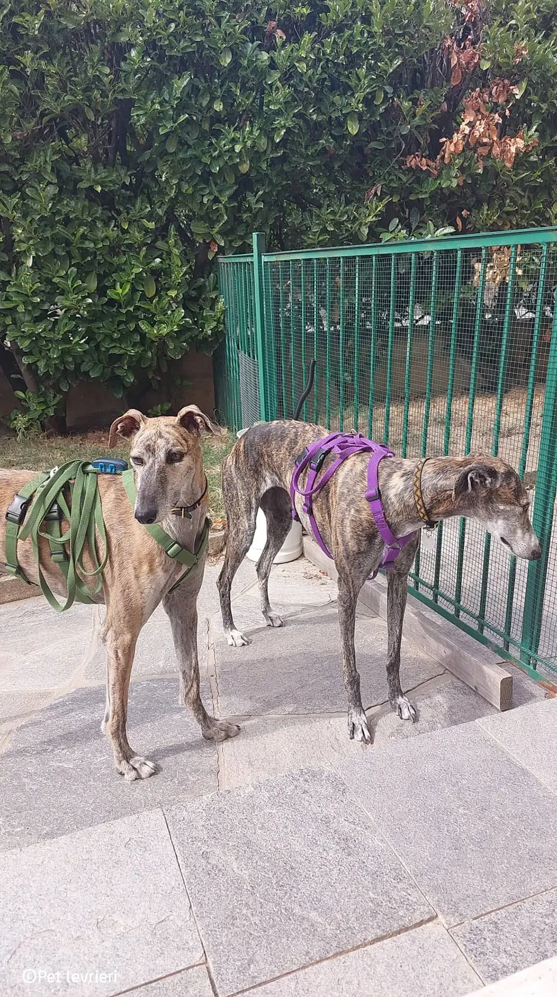 Javier galgo foster pet levrieri 17