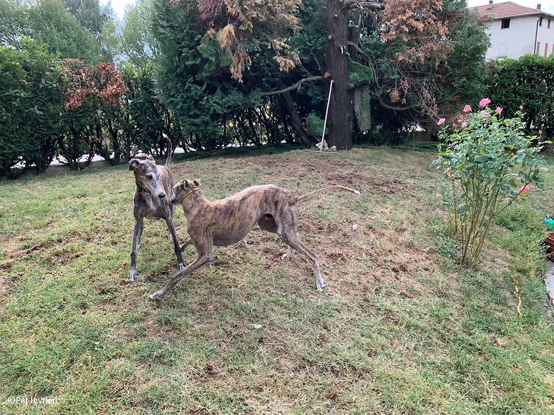 Javier galgo foster pet levrieri 18