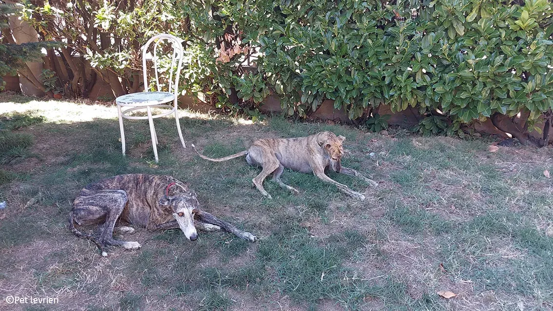 Javier galgo foster pet levrieri 19