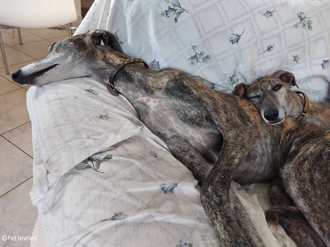 Javier galgo foster pet levrieri 20