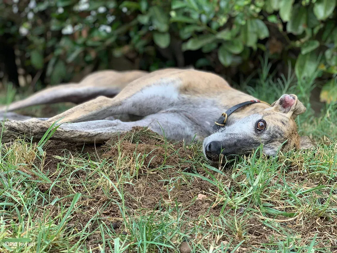 Javier galgo foster pet levrieri 21