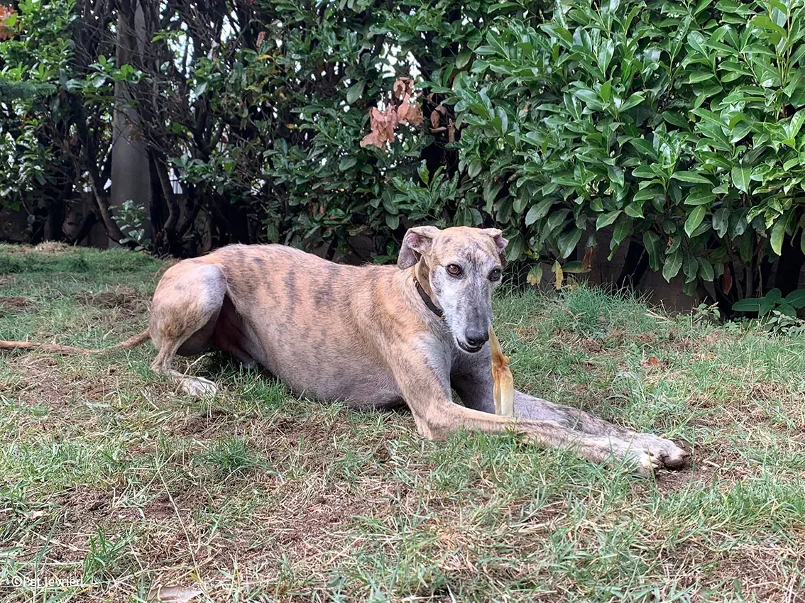 Javier galgo foster pet levrieri 23