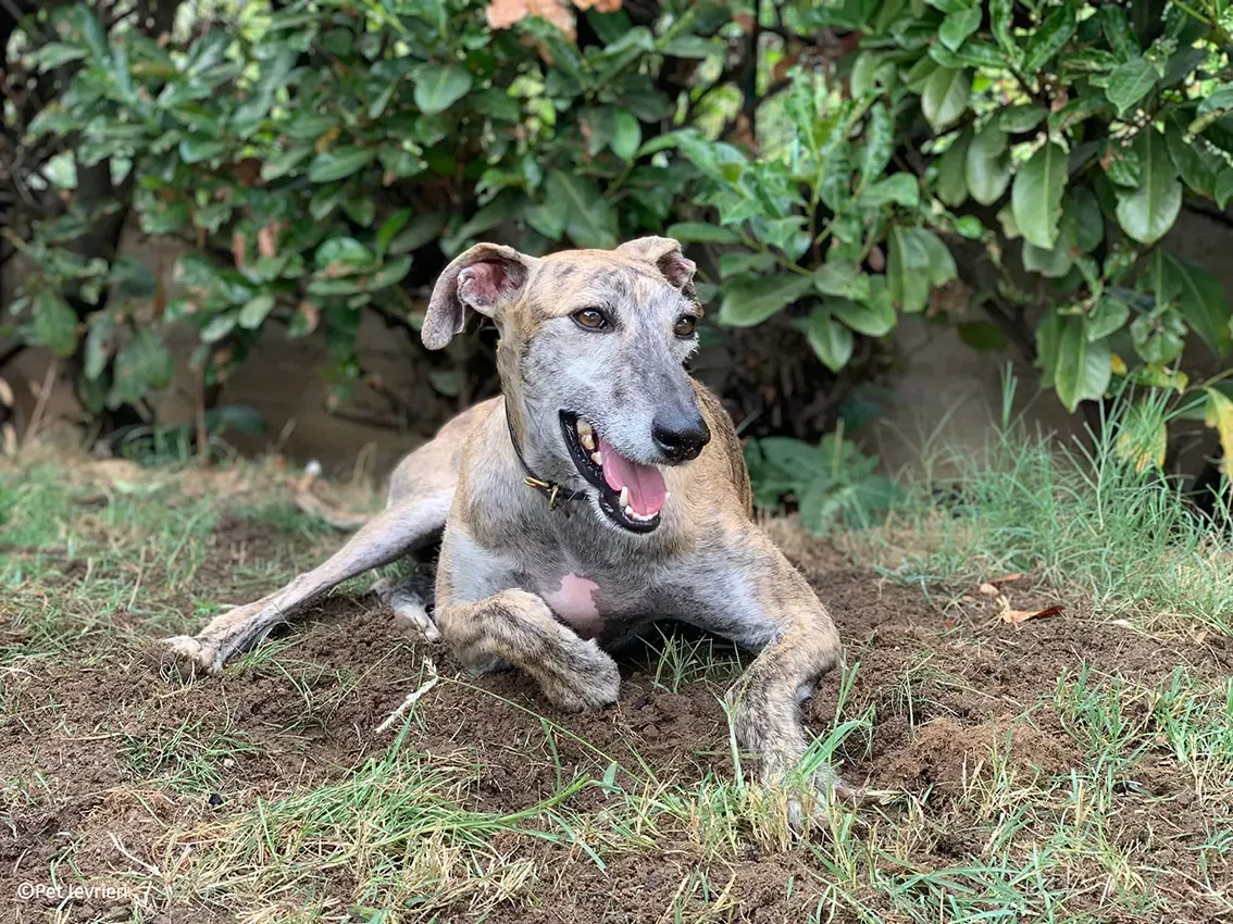 Javier galgo foster pet levrieri 24