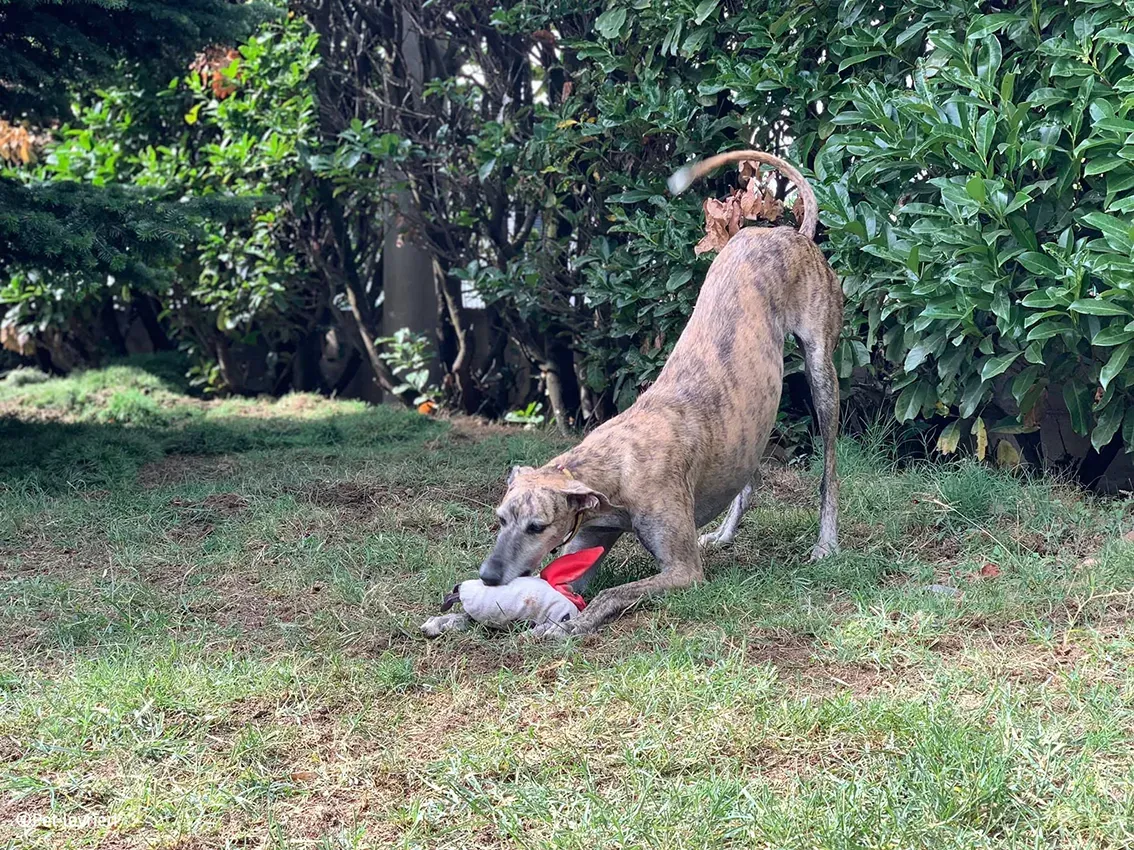 Javier galgo foster pet levrieri 25