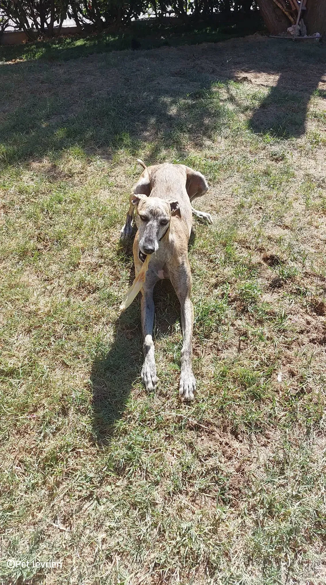 Javier galgo foster pet levrieri 26