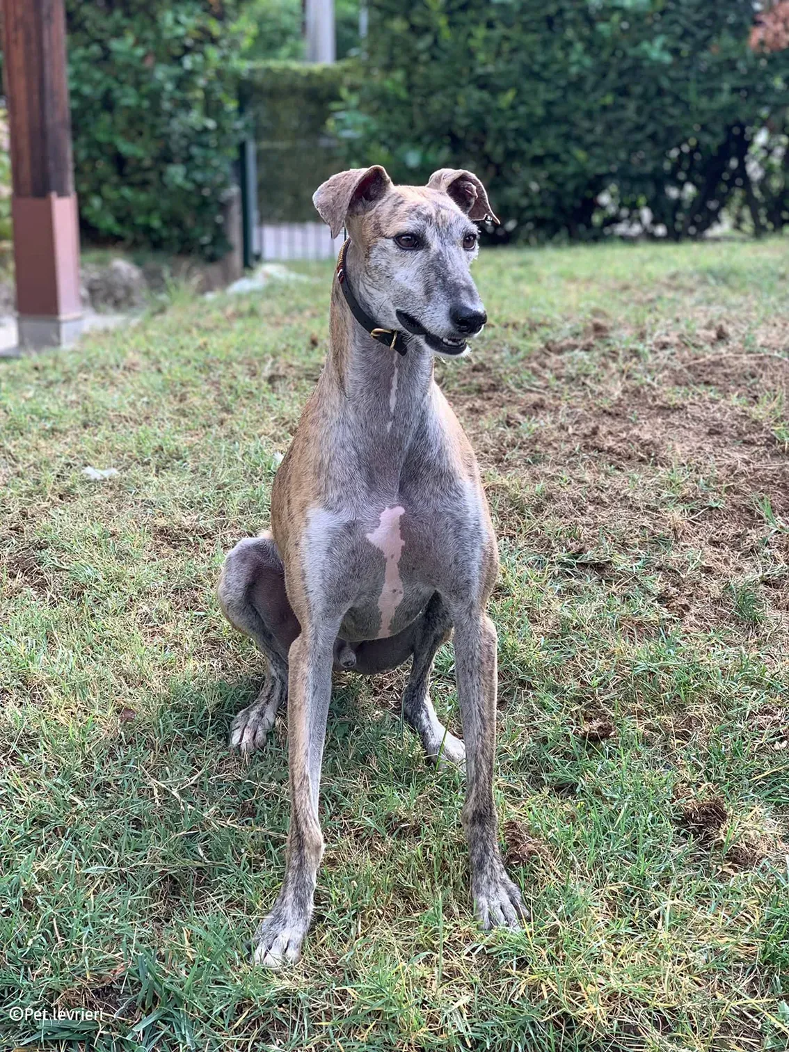 Javier galgo foster pet levrieri 27