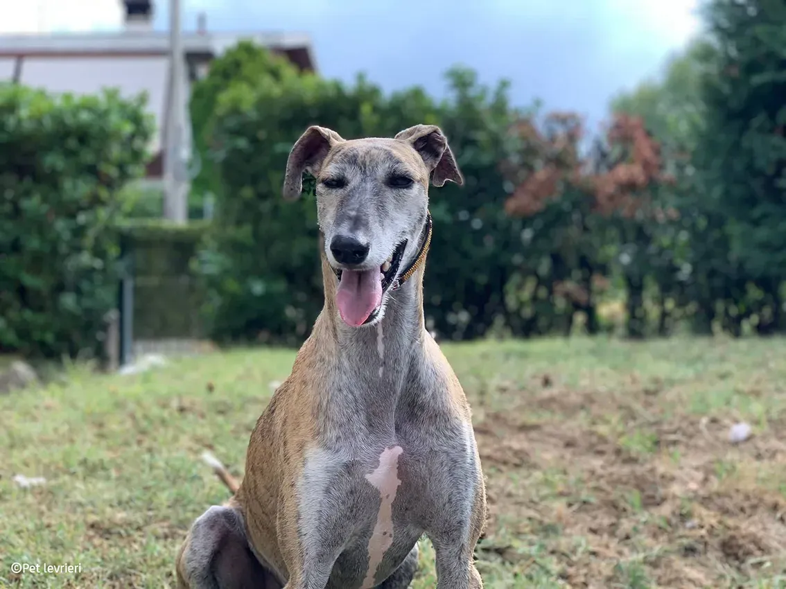 Javier galgo foster pet levrieri 29