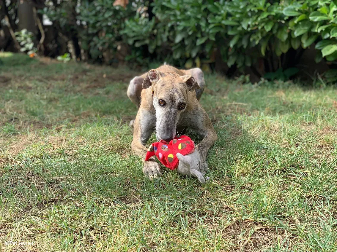 Javier galgo foster pet levrieri 30