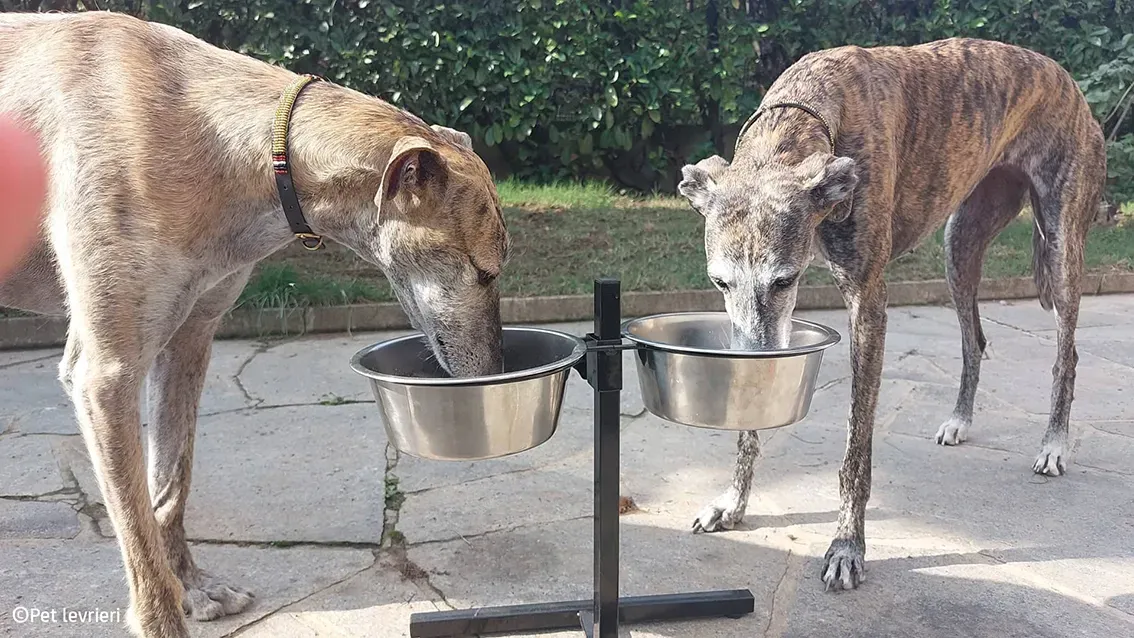 Javier galgo foster pet levrieri 31