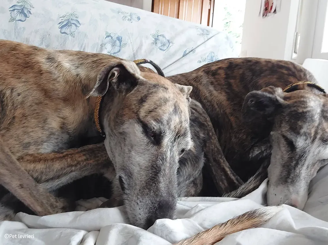 Javier galgo foster pet levrieri 32