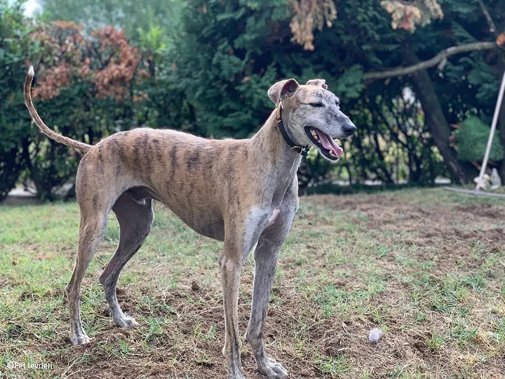 Javier galgo foster pet levrieri 34