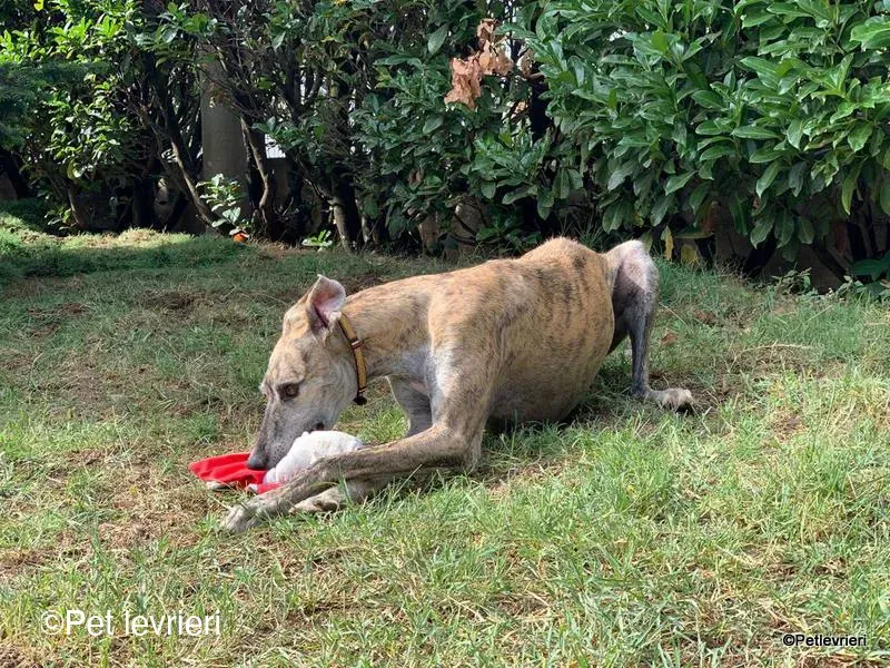 Javier galgo foster pet levrieri 9