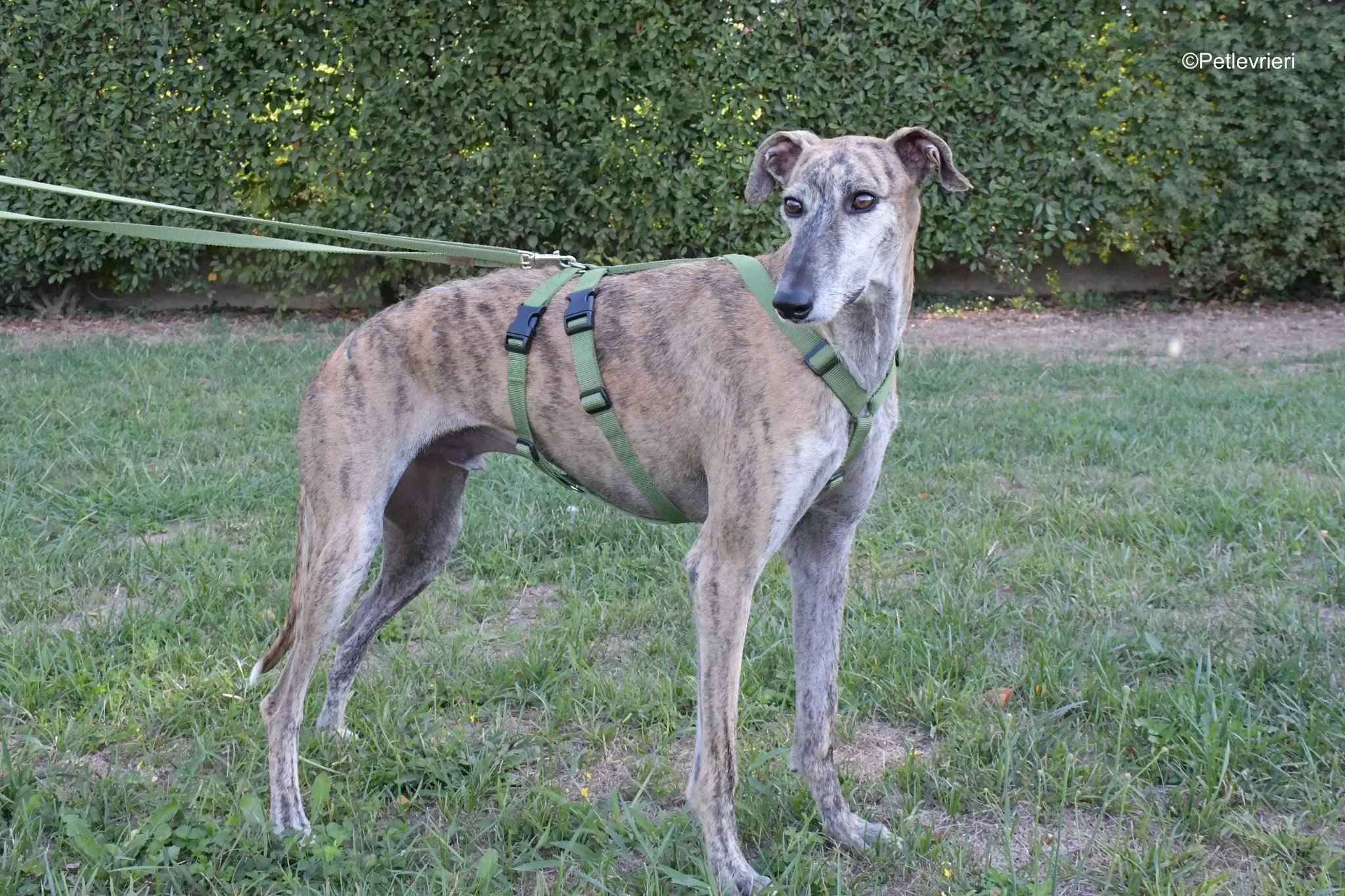 Javier Galgo tigrato adozione levrieri foster cane arrivo 1