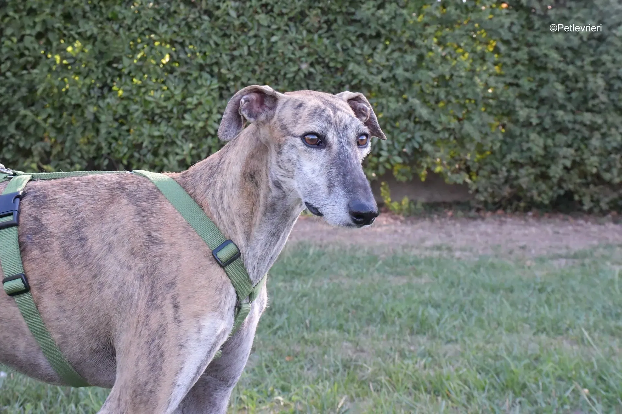 Javier Galgo tigrato adozione levrieri foster cane arrivo 2 e1664136064705