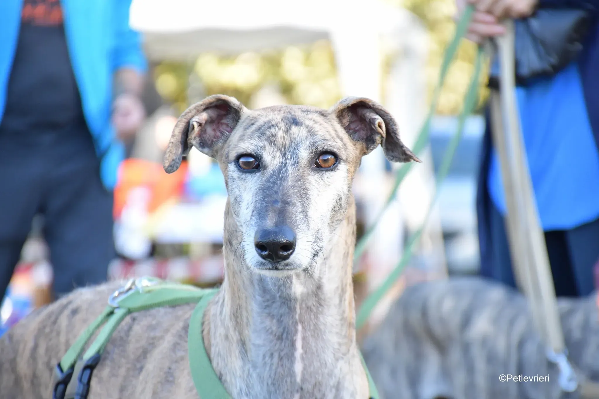 Javier Galgo tigrato adozione levrieri foster cane arrivo 3