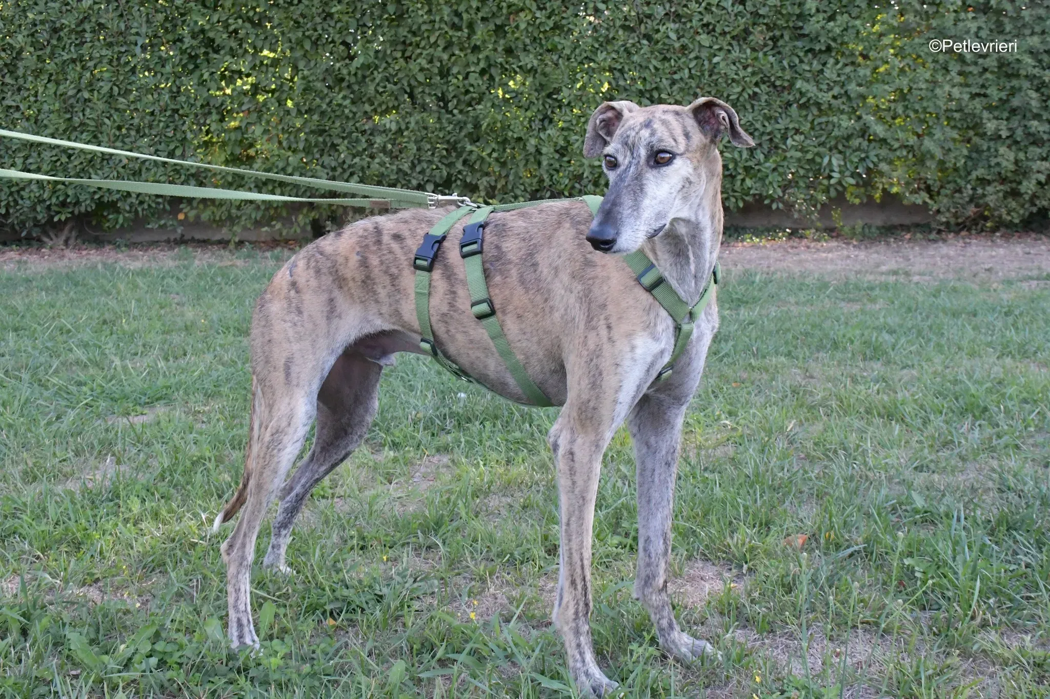 Javier Galgo tigrato adozione levrieri foster cane arrivo 4