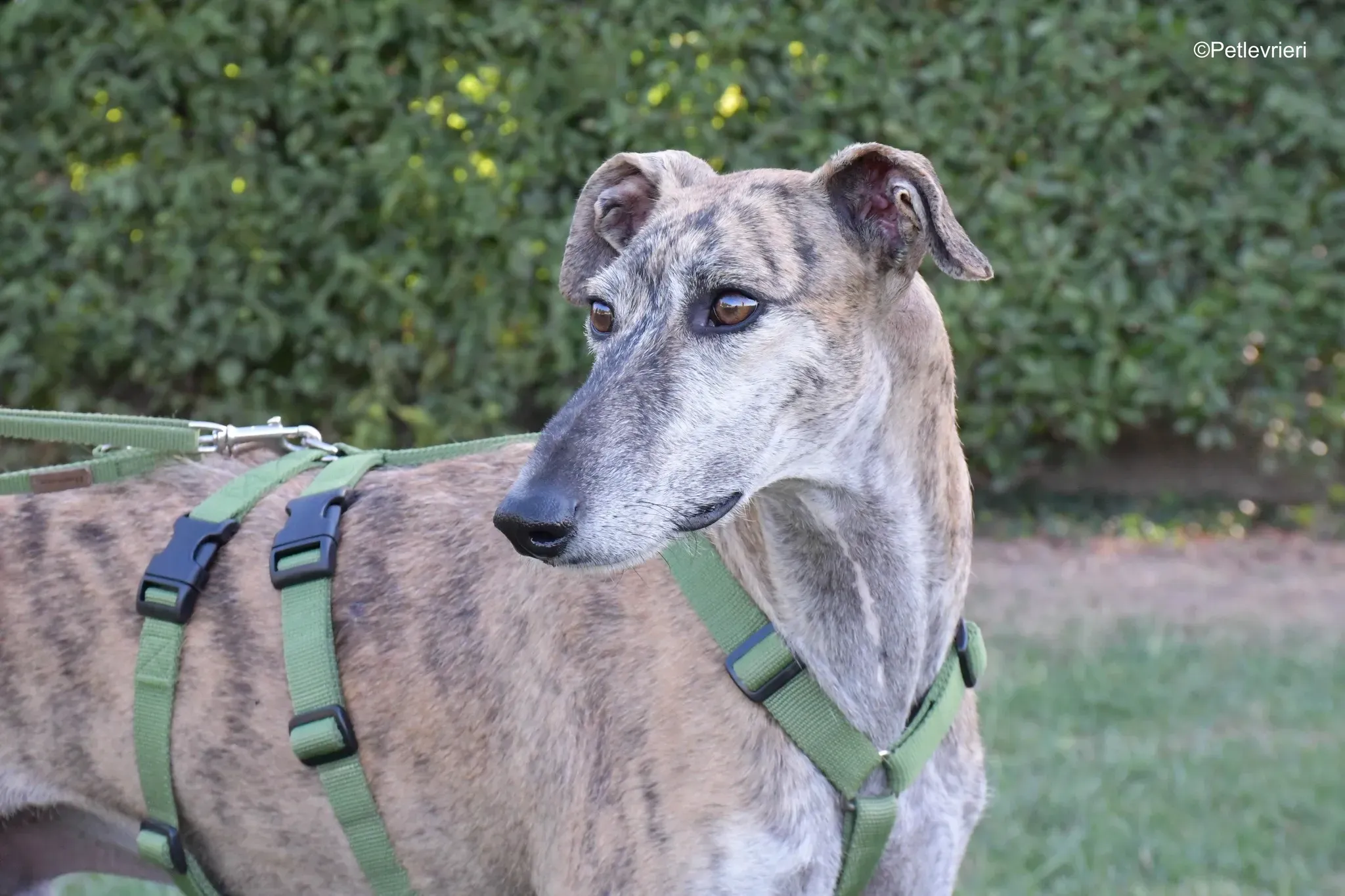 Javier Galgo tigrato adozione levrieri foster cane arrivo 5