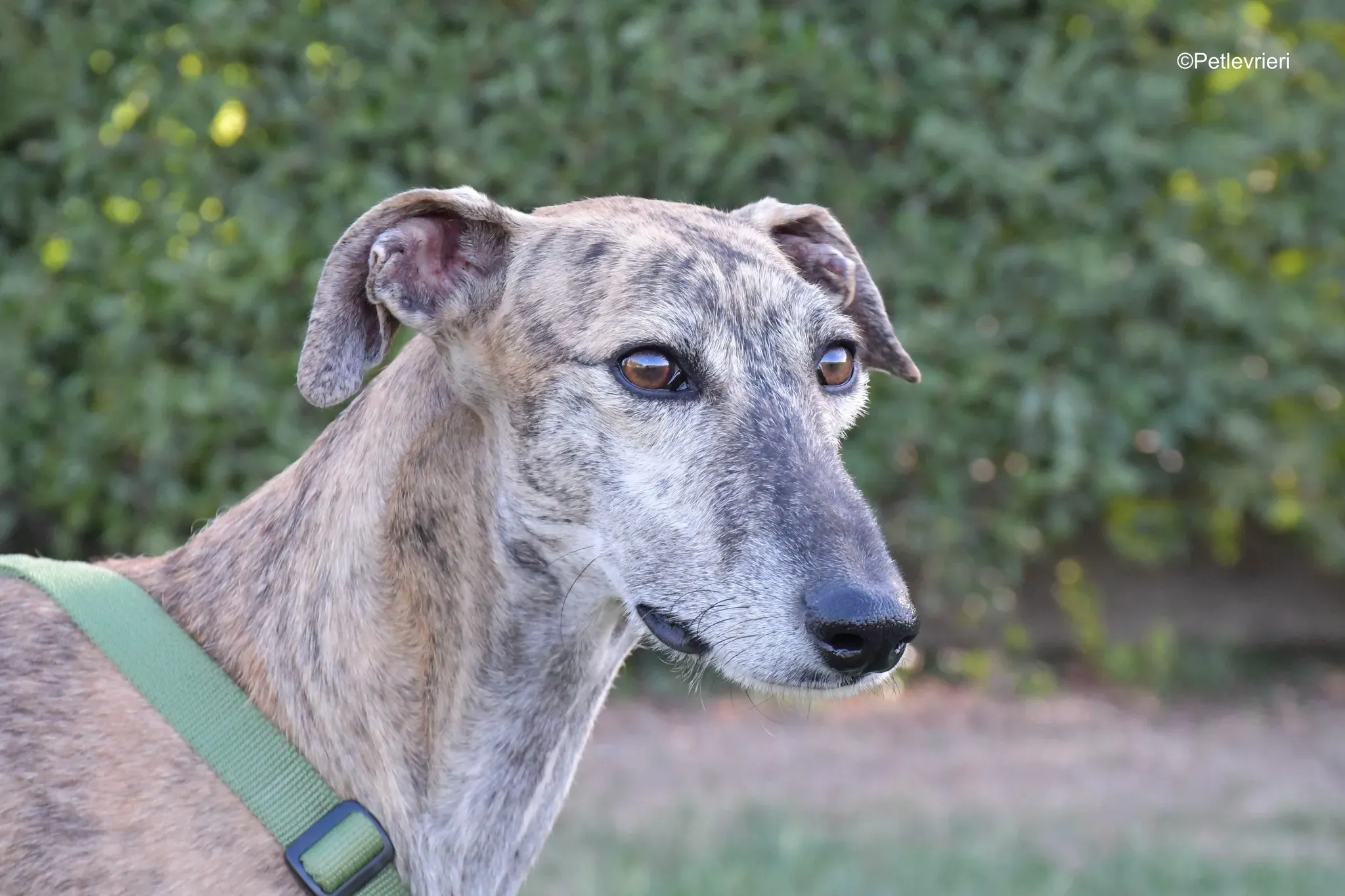 Javier Galgo tigrato adozione levrieri foster cane arrivo 6