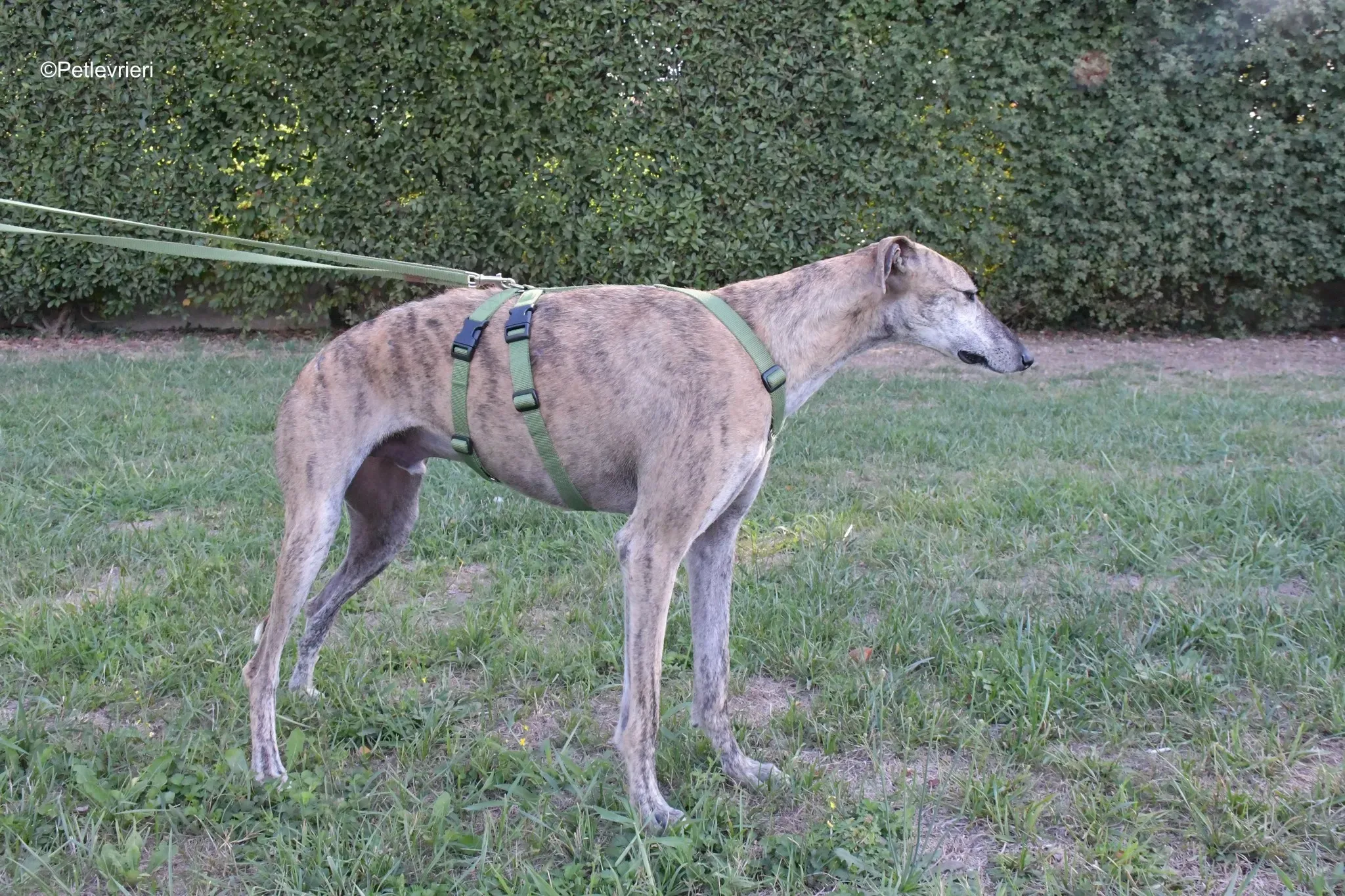 Javier Galgo tigrato adozione levrieri foster cane arrivo 7