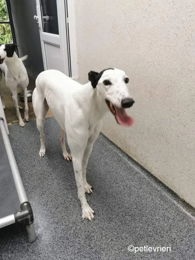 Jay adozione levrieri greyhound 1 1