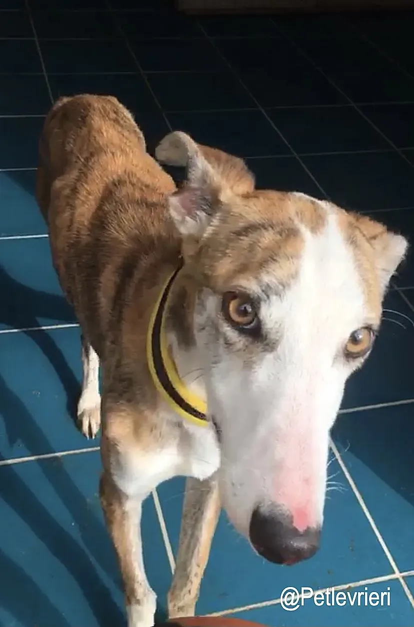 Jazz adozioni levrieri galgo