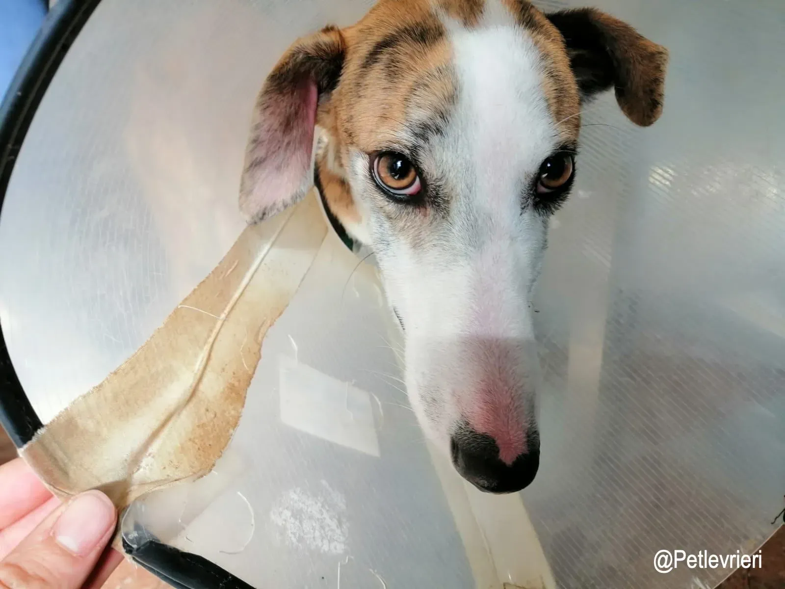 Jazz adozioni levrieri galgo1