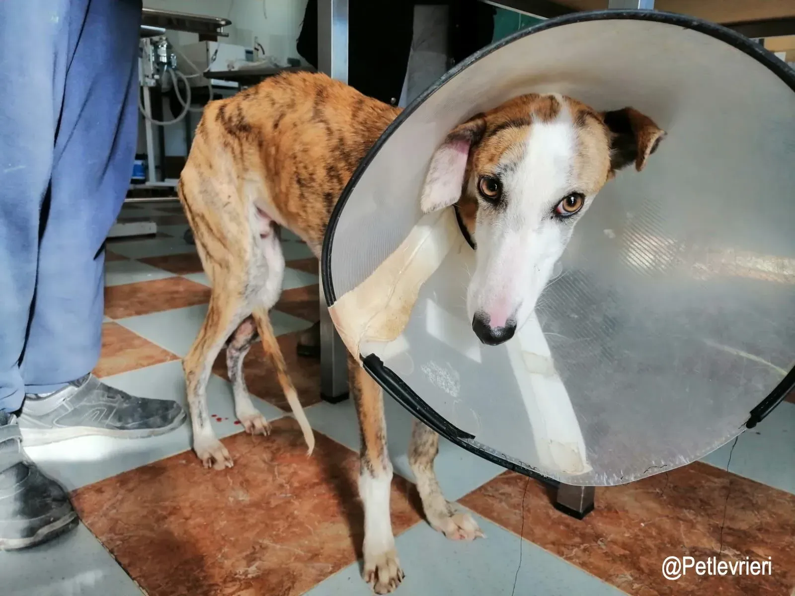 Jazz adozioni levrieri galgo2