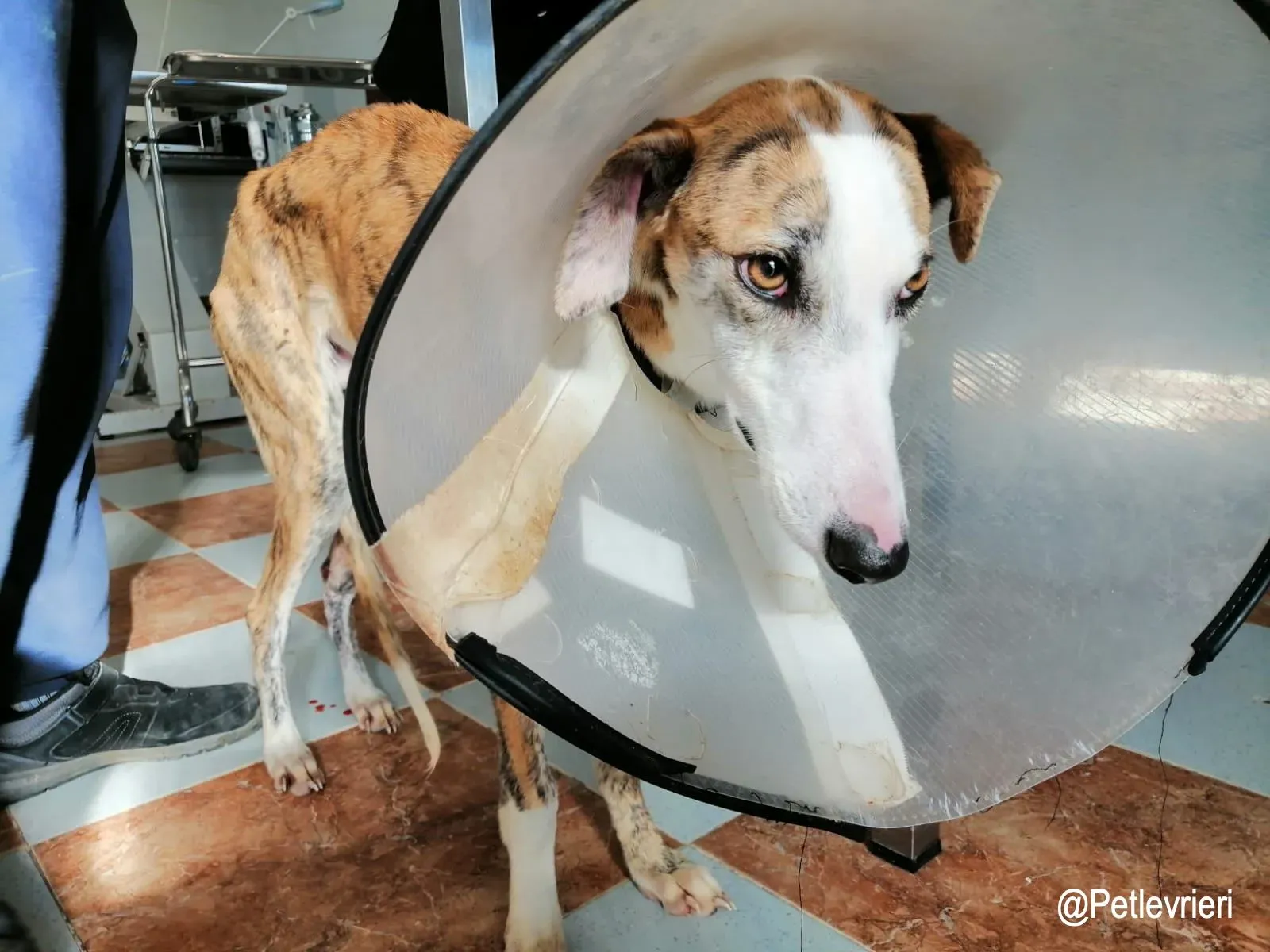 Jazz adozioni levrieri galgo3