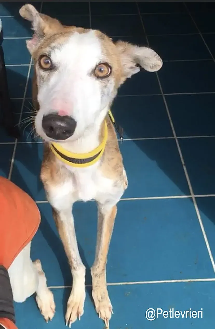 Jazz adozioni levrieri galgo 1