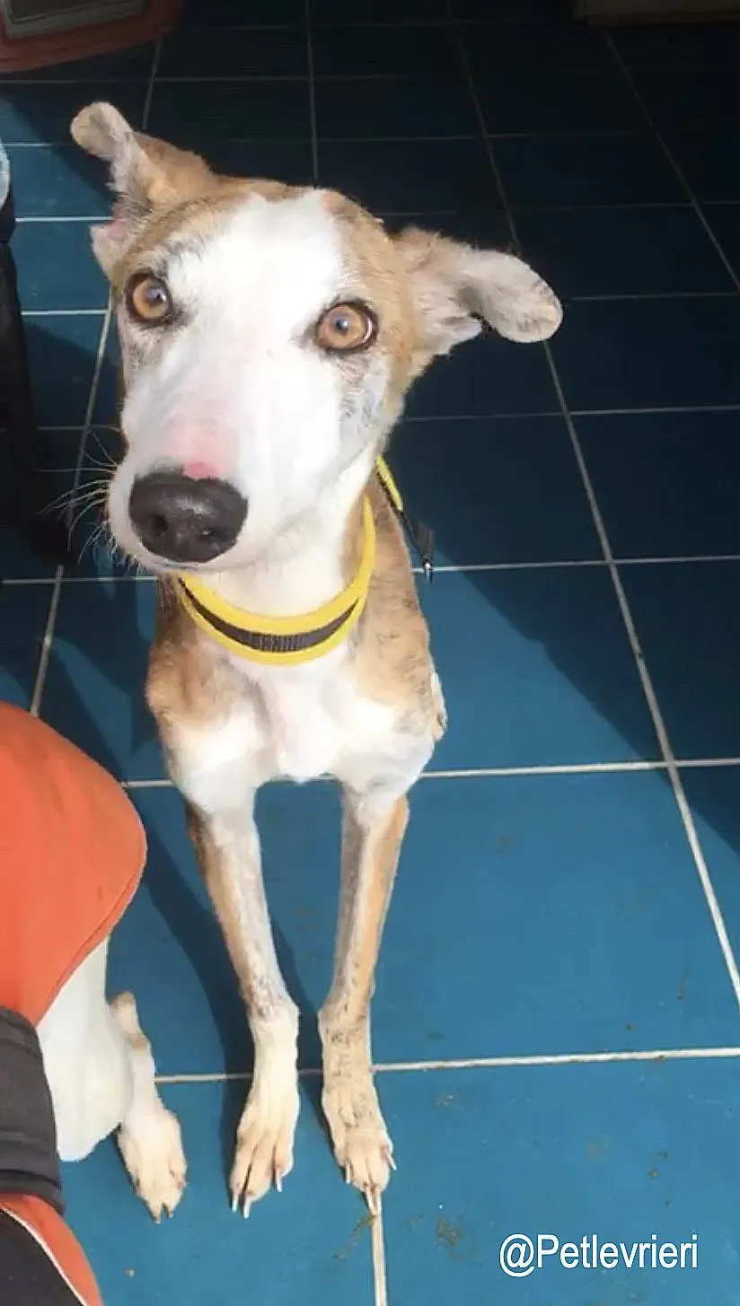 Jazz adozioni levrieri galgo 11