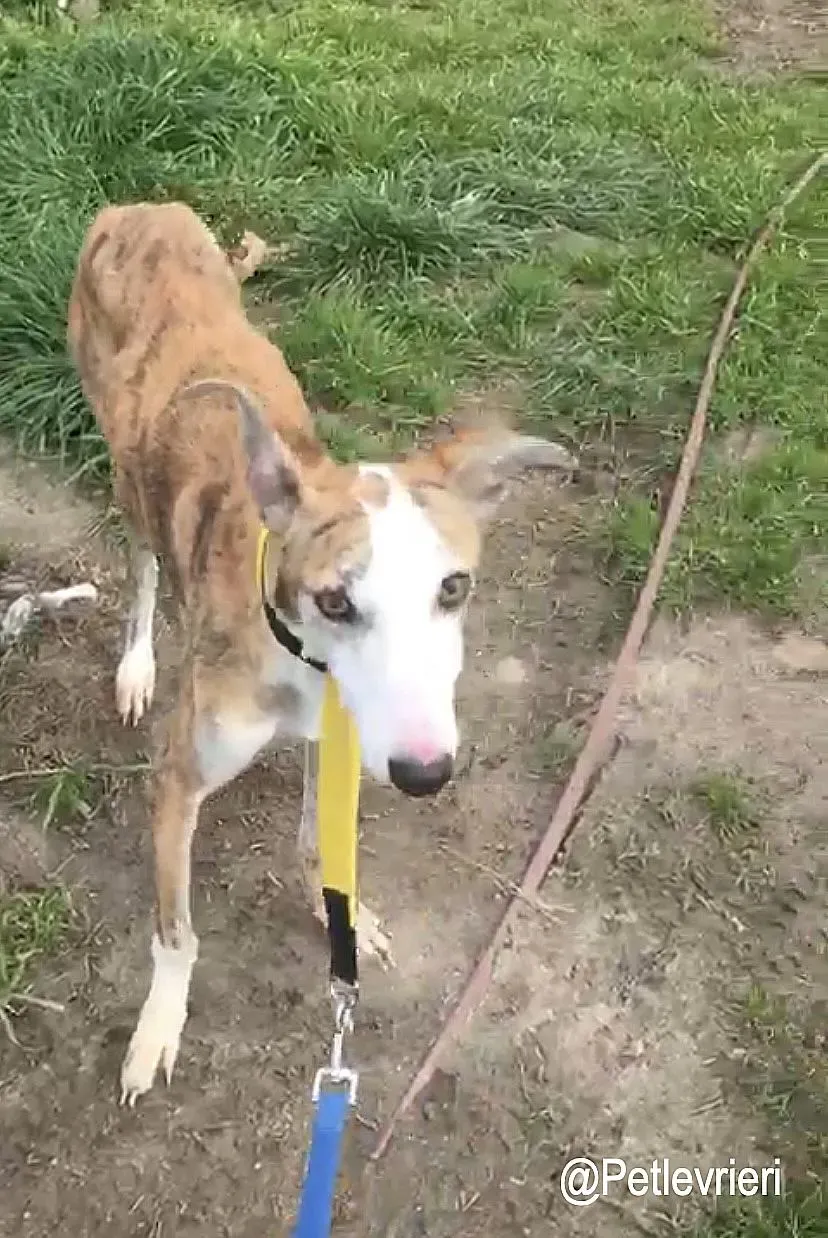 Jazz adozioni levrieri galgo 2