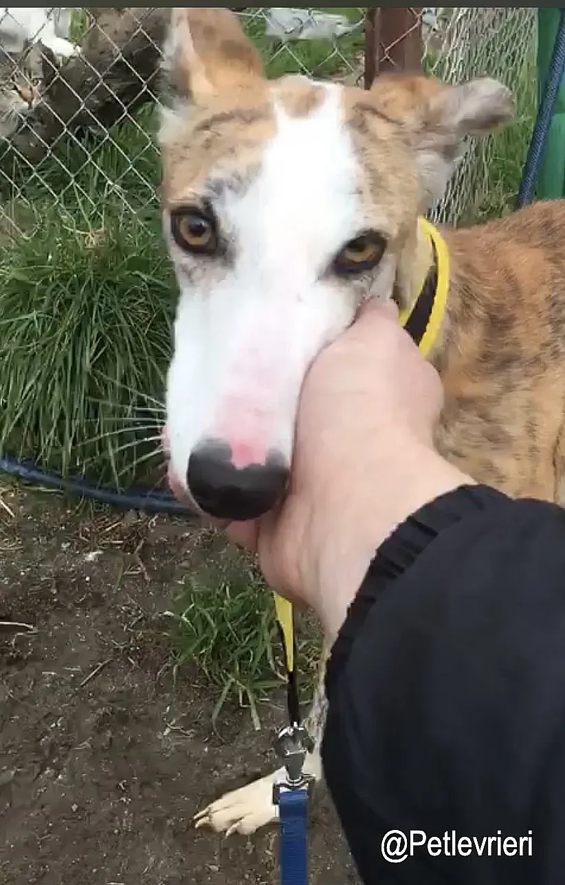 Jazz adozioni levrieri galgo 4