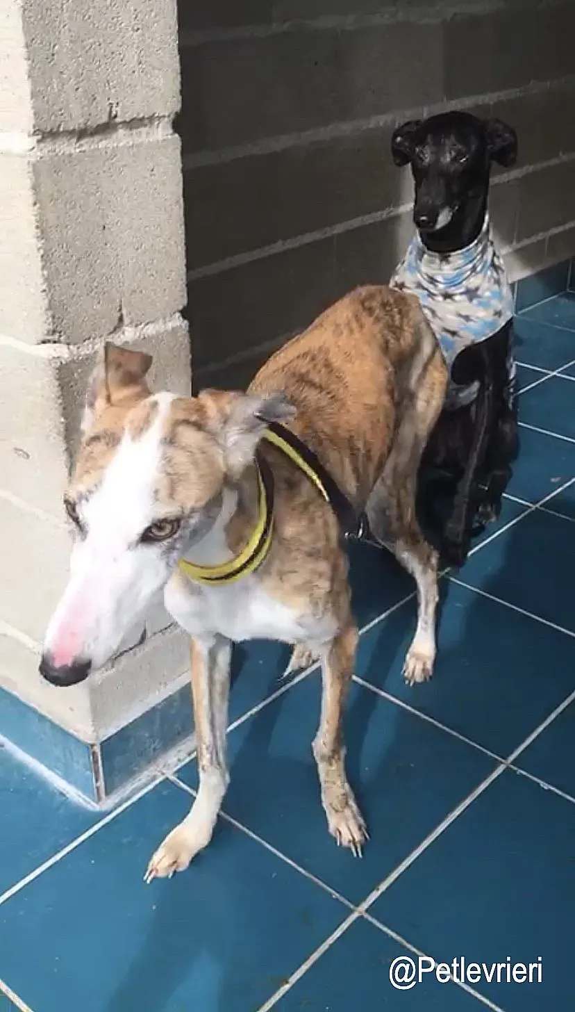 Jazz adozioni levrieri galgo 5