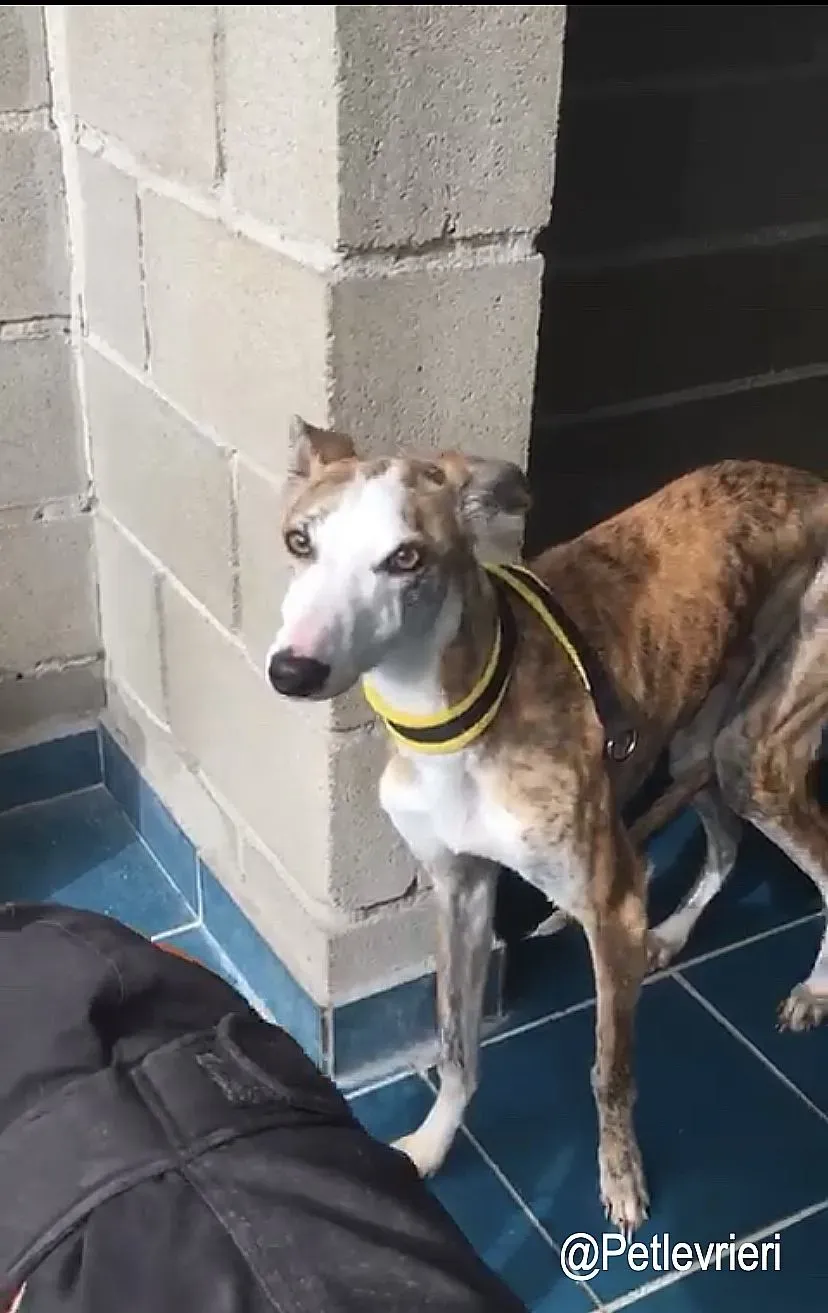 Jazz adozioni levrieri galgo 7