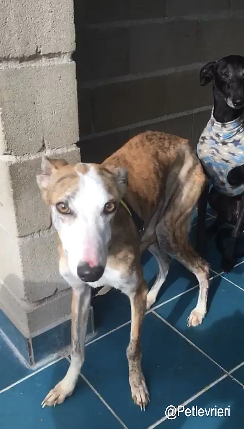 Jazz adozioni levrieri galgo 8