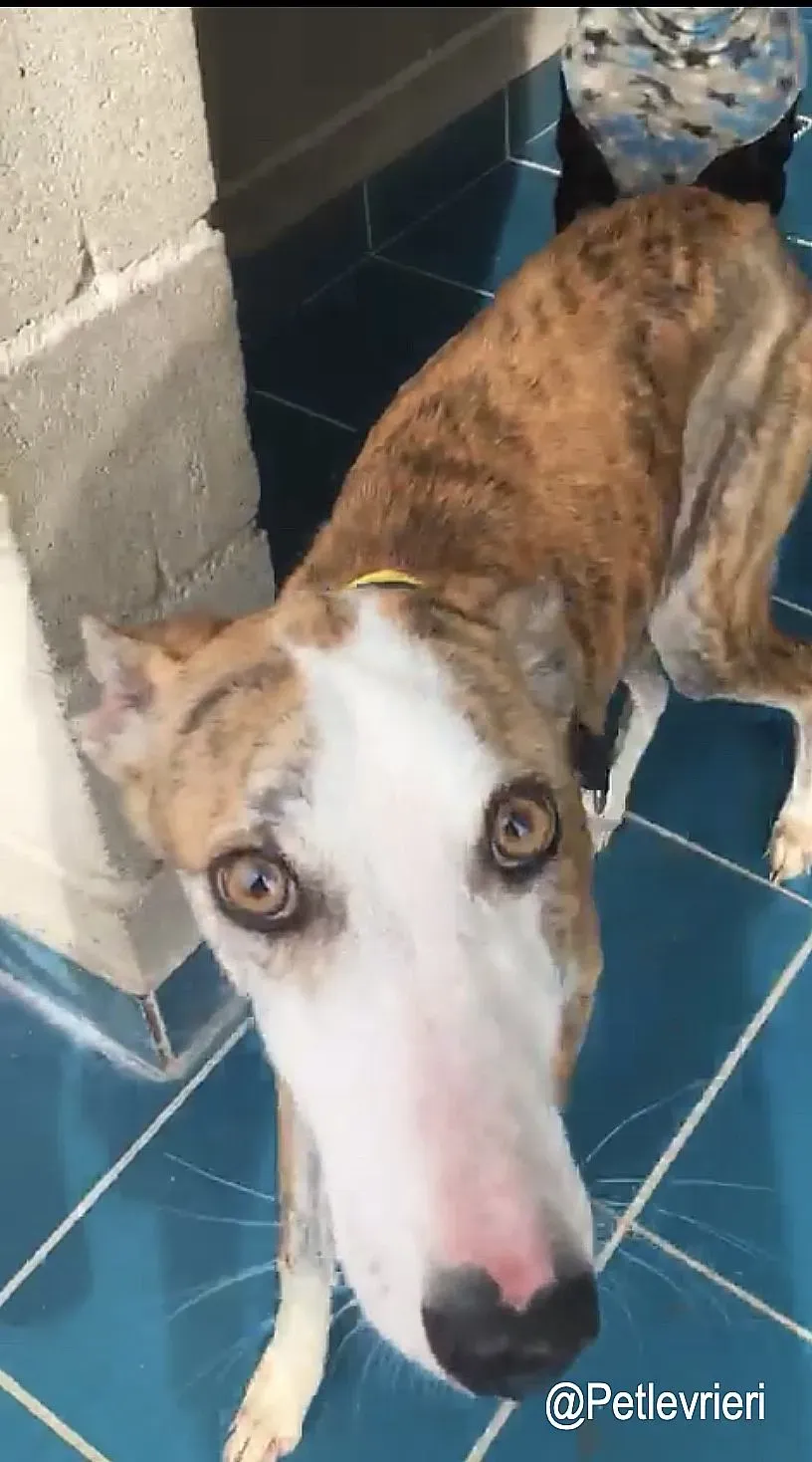 Jazz adozioni levrieri galgo 9